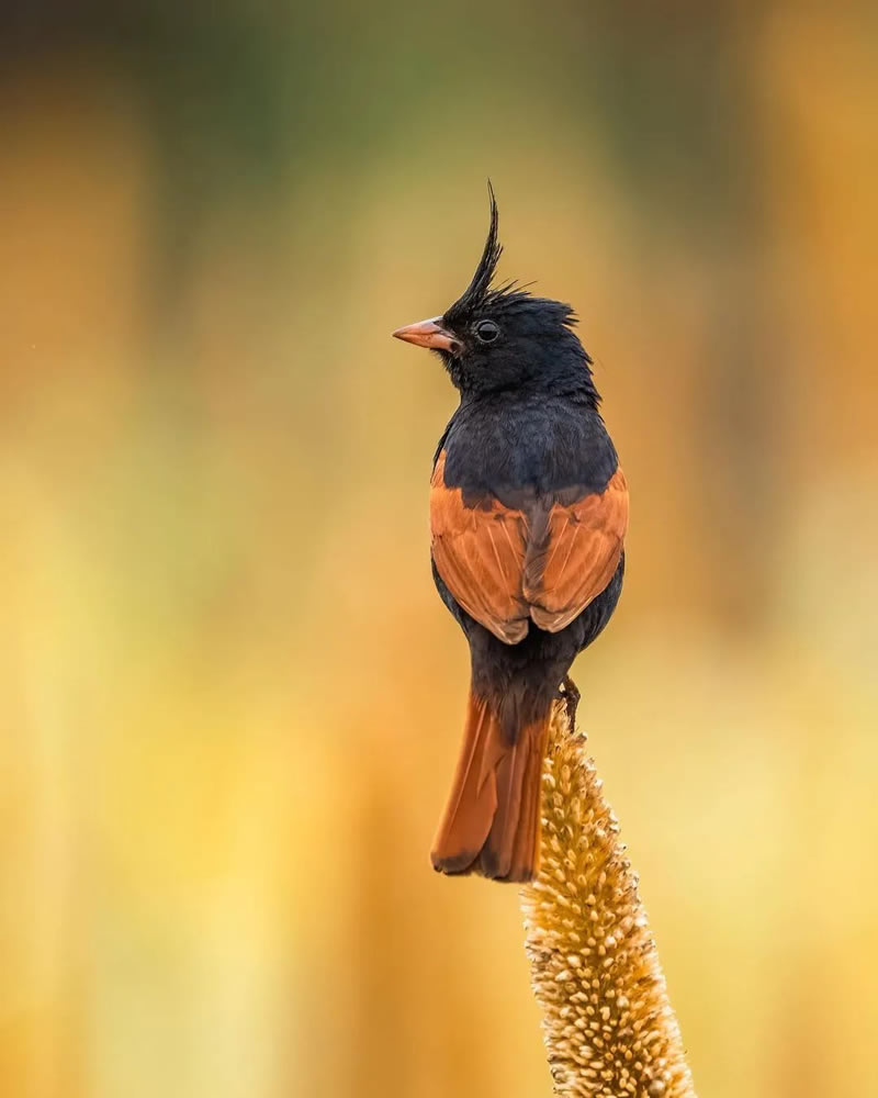 Best Indian Bird Photography