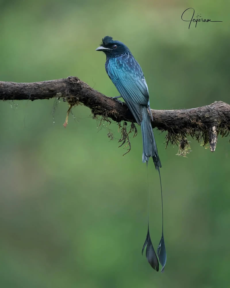 Best Indian Bird Photography