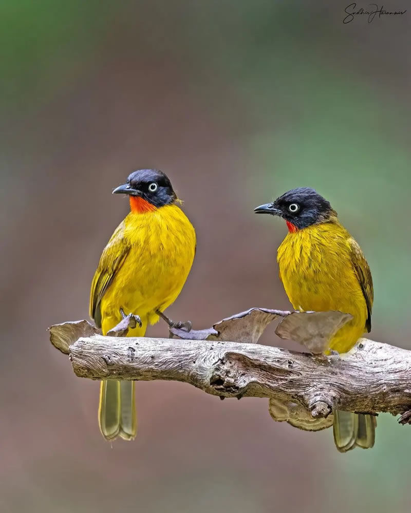 Best Indian Bird Photography