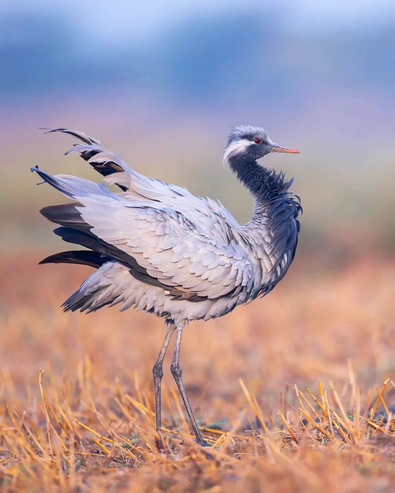 Best Indian Bird Photography