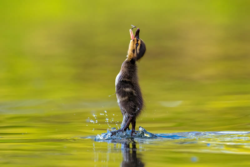 British Bird Photography Awards