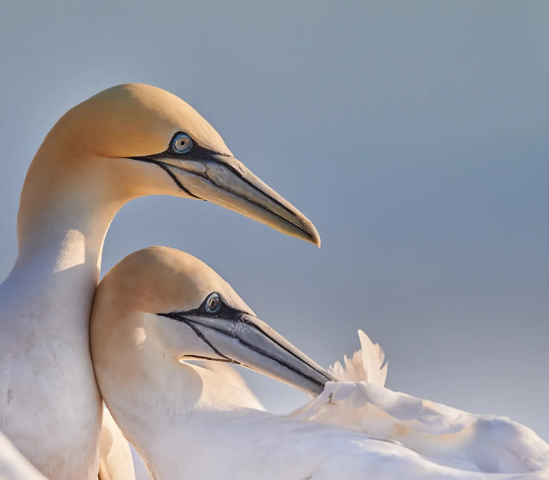 British Bird Photography Awards