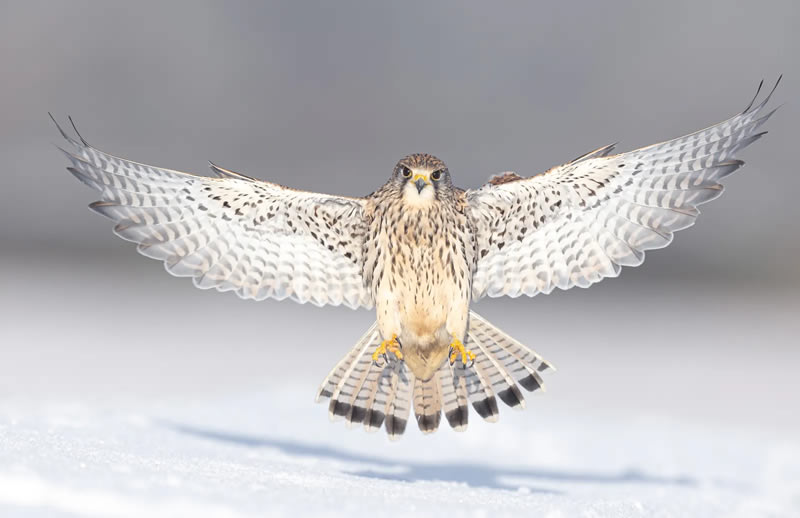 British Bird Photography Awards