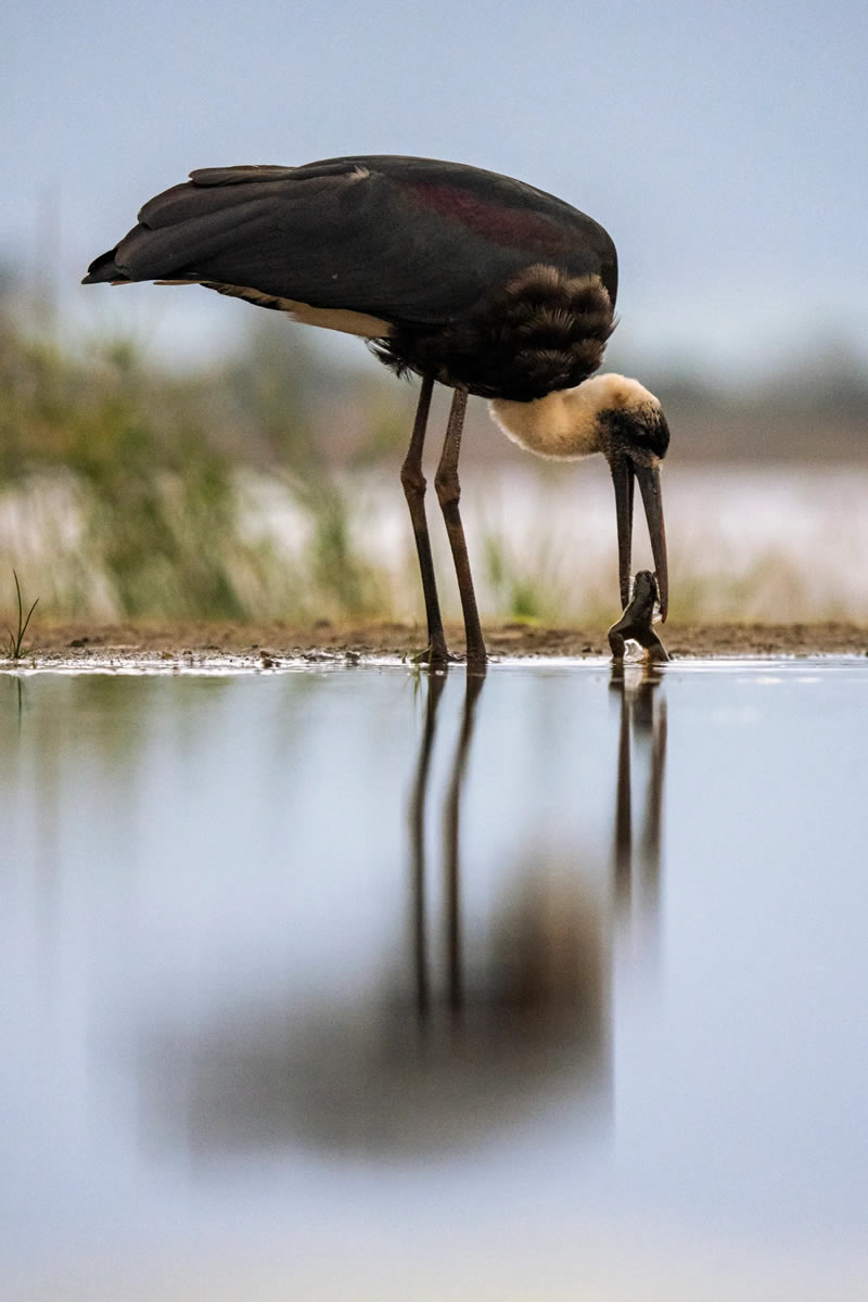 British Bird Photography Awards