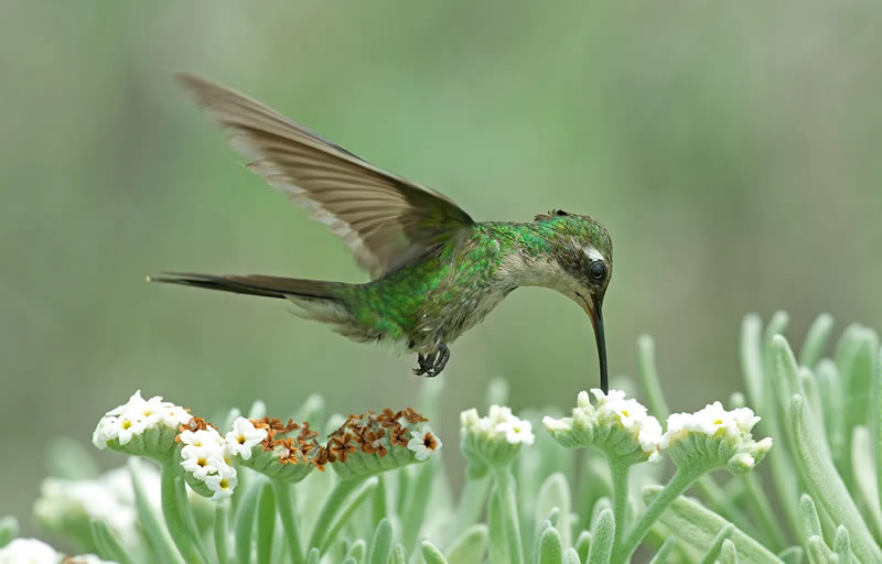 British Bird Photography Awards