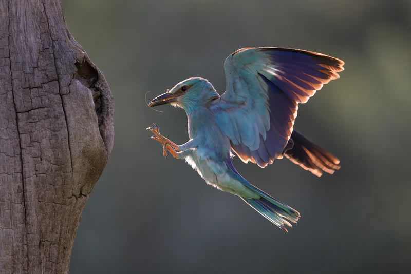 British Bird Photography Awards