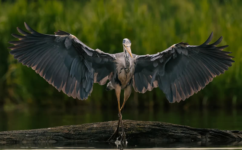 British Bird Photography Awards