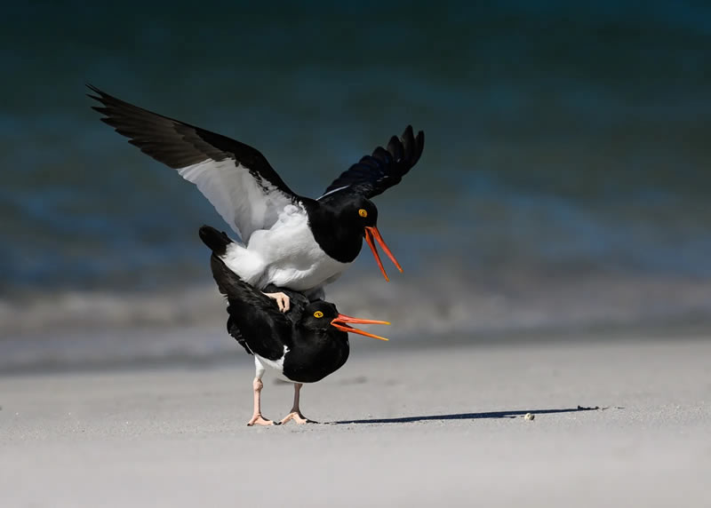 British Bird Photography Awards