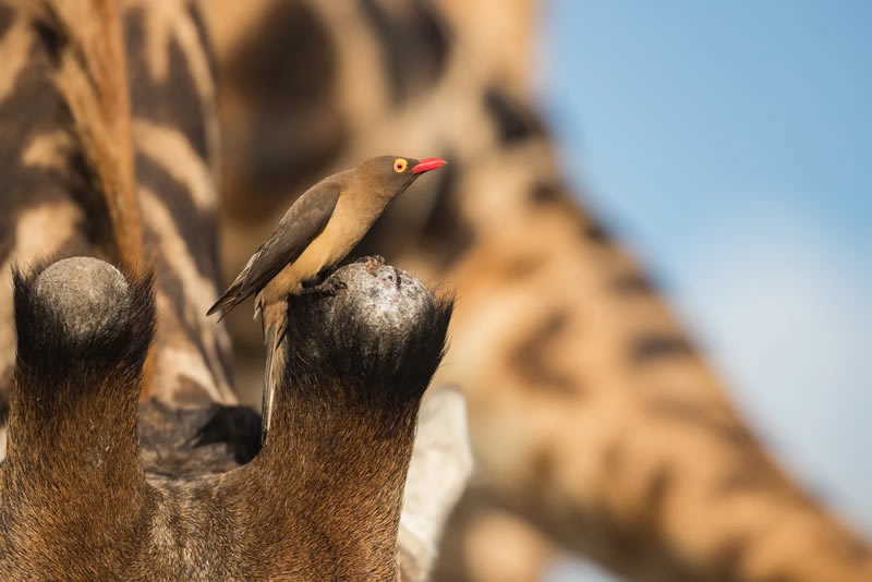 British Bird Photography Awards