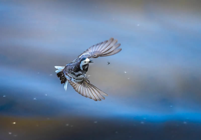 British Bird Photography Awards