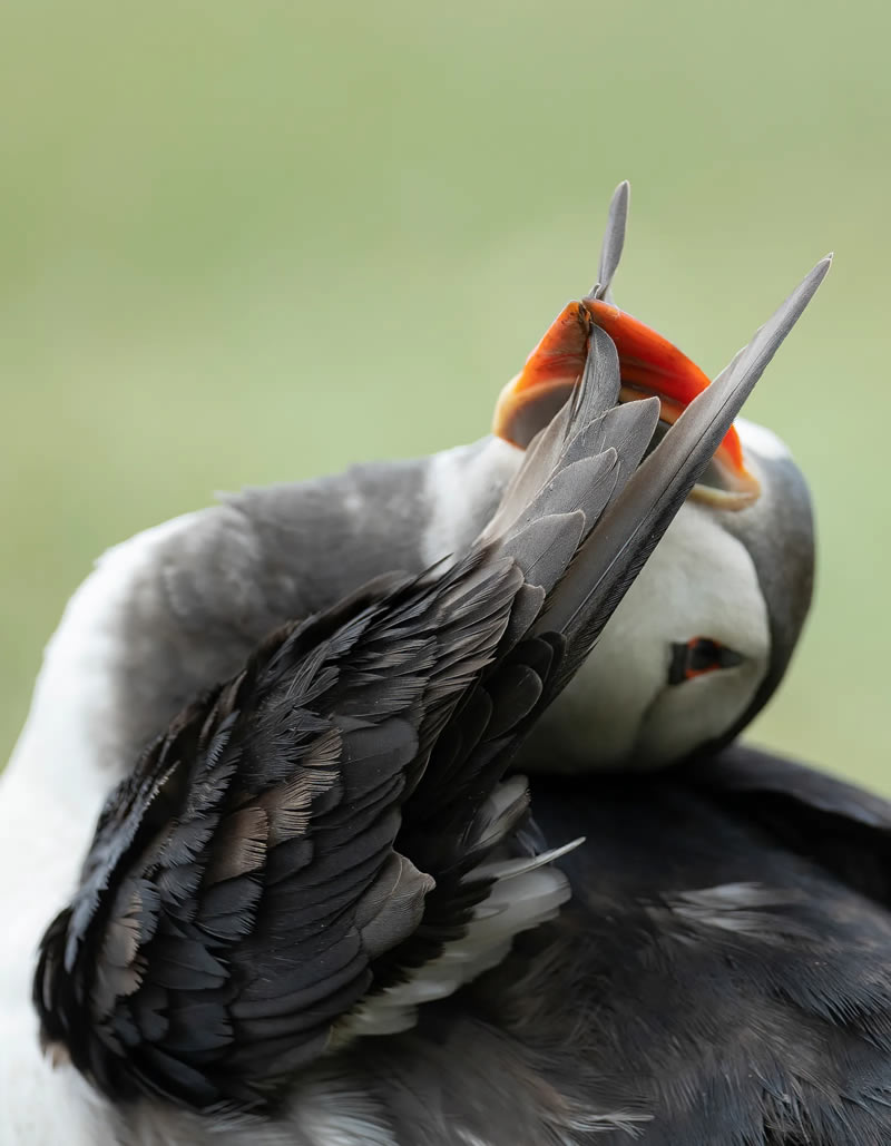 British Bird Photography Awards