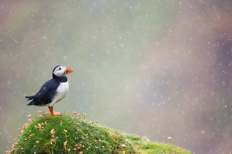 British Bird Photography Awards