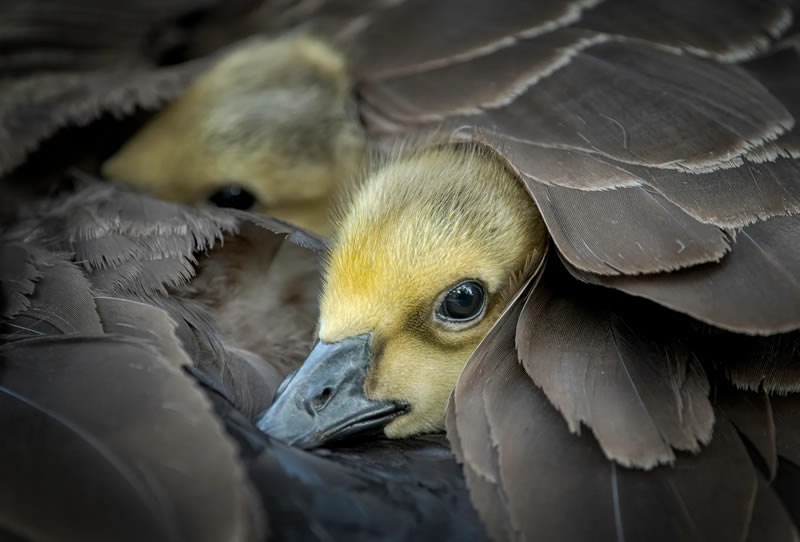 British Bird Photography Awards