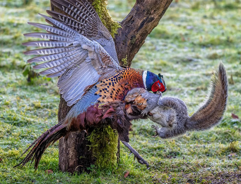 British Bird Photography Awards