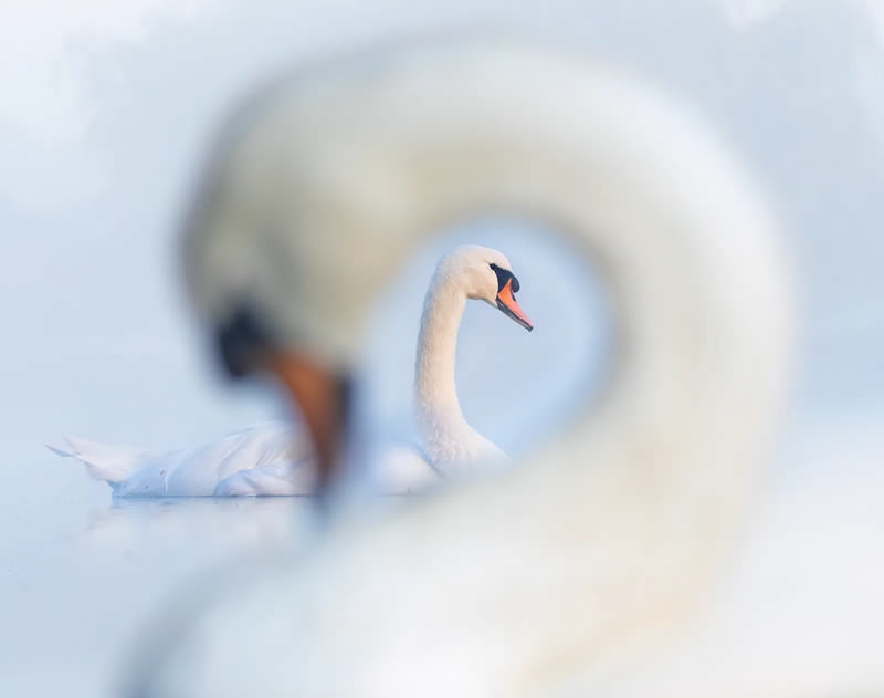 British Bird Photography Awards