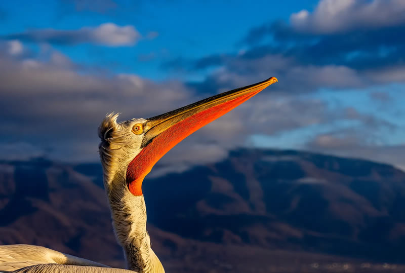 British Bird Photography Awards