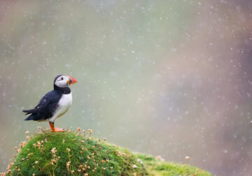 British Bird Photography Awards