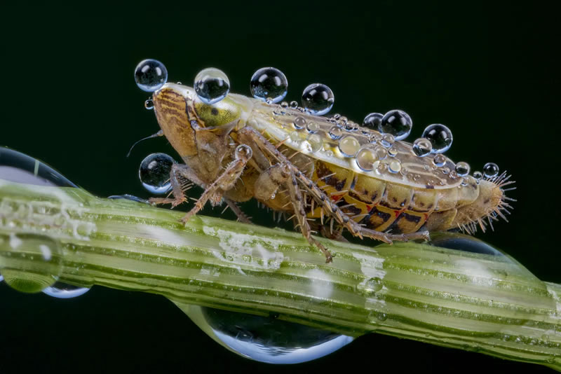 British Photography Awards In Macro