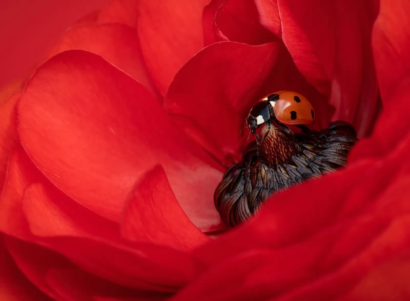 British Photography Awards In Macro