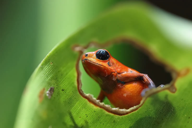 British Photography Awards In Macro