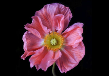 Stunning Close-Up Floral Portraits By Debi Shapiro