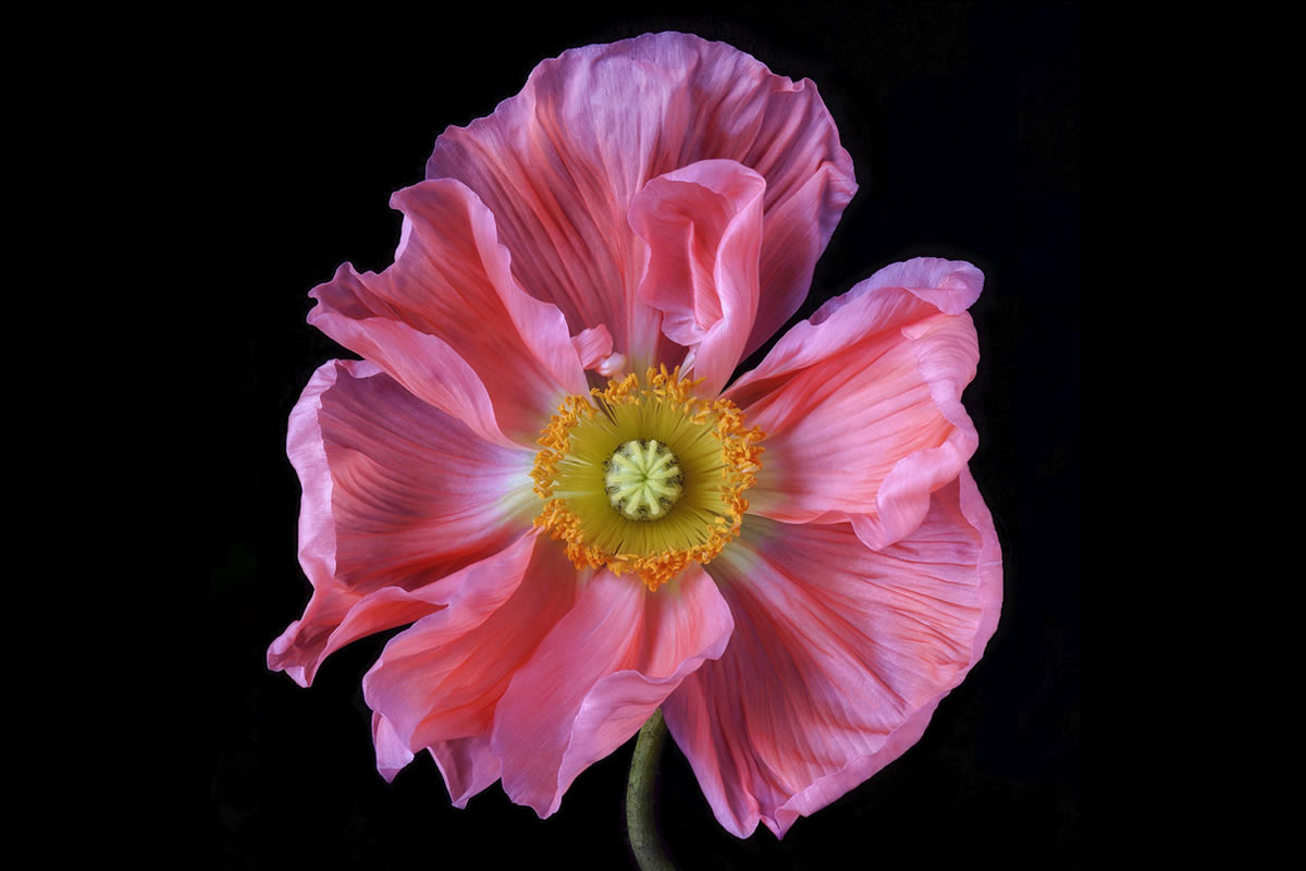 Stunning Close-Up Floral Portraits By Debi Shapiro