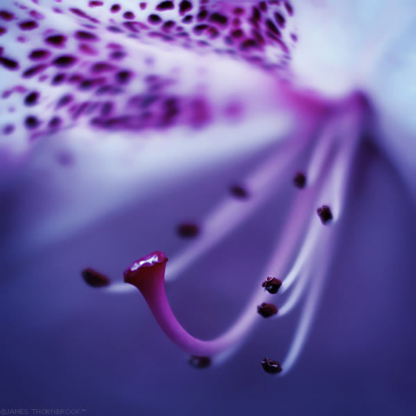 Floral Photography By James Thornbrook