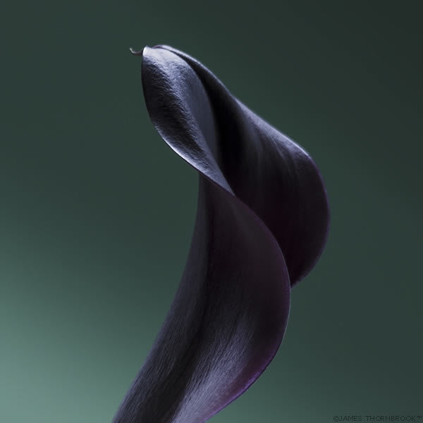 Floral Photography By James Thornbrook