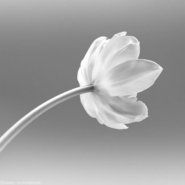 Floral Photography By James Thornbrook