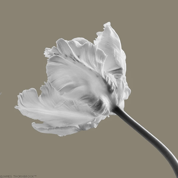 Floral Photography By James Thornbrook