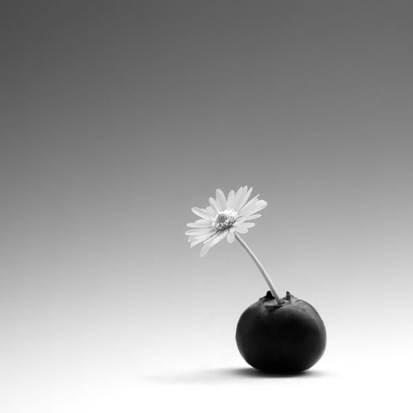 Floral Photography By James Thornbrook