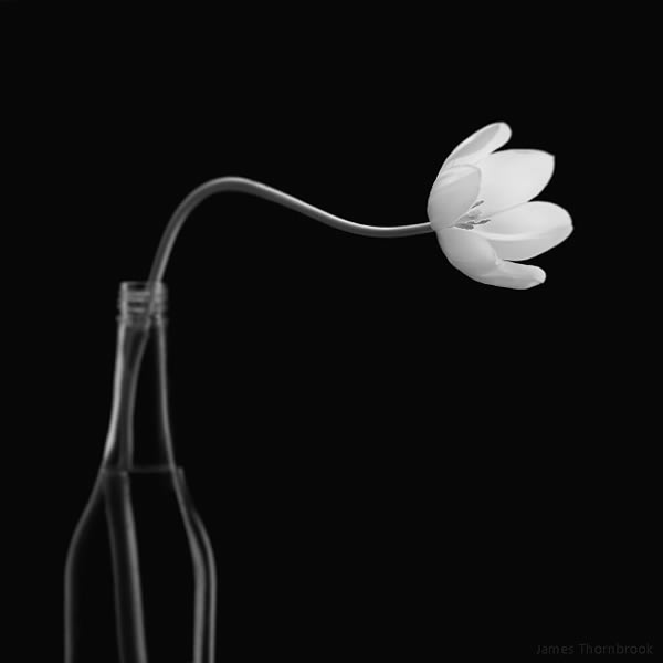 Floral Photography By James Thornbrook