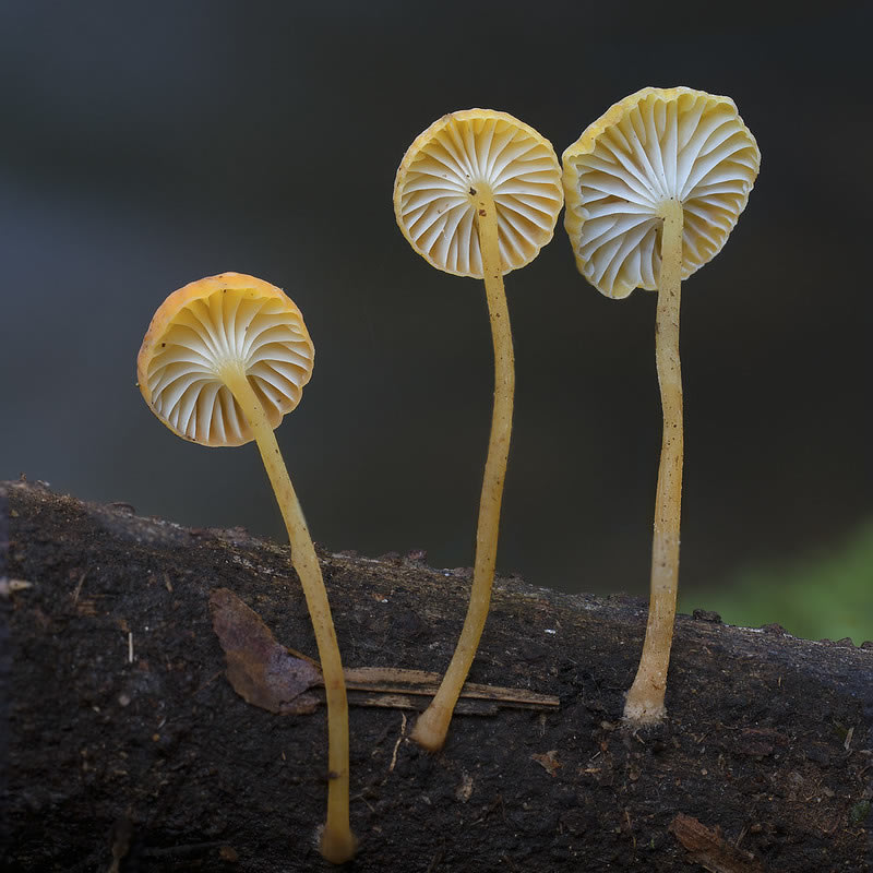 Beautiful Photos Of Fungi By Steve Axford