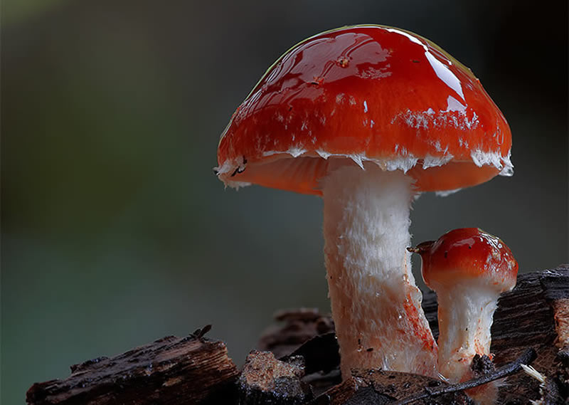 Beautiful Photos Of Fungi By Steve Axford