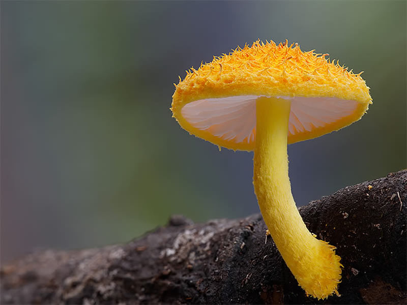 Beautiful Photos Of Fungi By Steve Axford