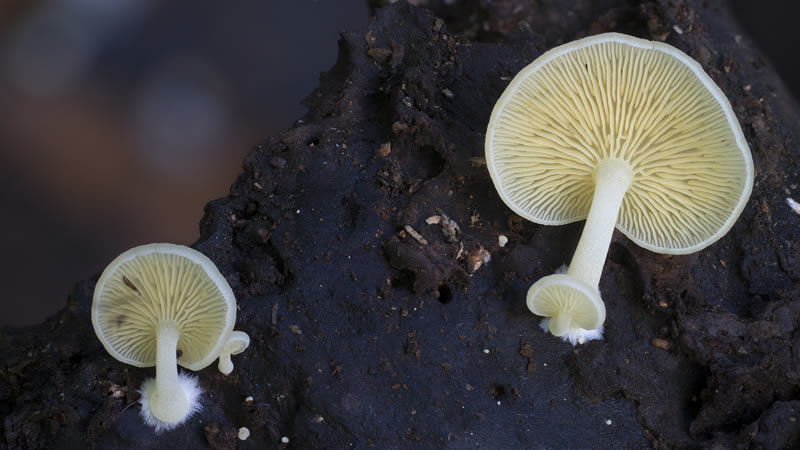 Beautiful Photos Of Fungi By Steve Axford