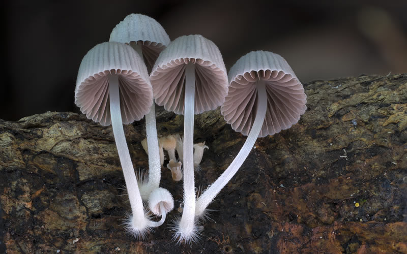 Beautiful Photos Of Fungi By Steve Axford