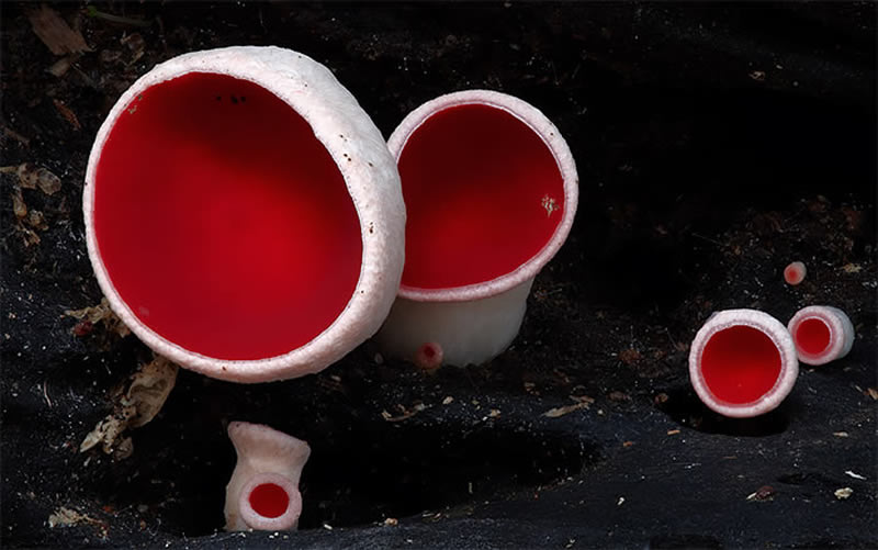 Beautiful Photos Of Fungi By Steve Axford