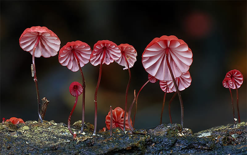 Beautiful Photos Of Fungi By Steve Axford