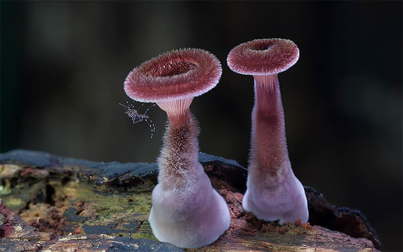 Beautiful Photos Of Fungi By Steve Axford