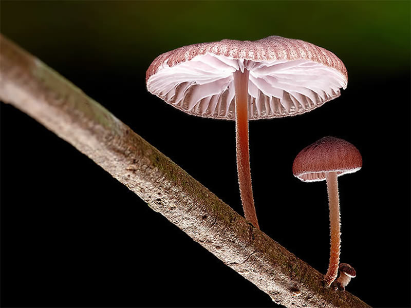 Beautiful Photos Of Fungi By Steve Axford