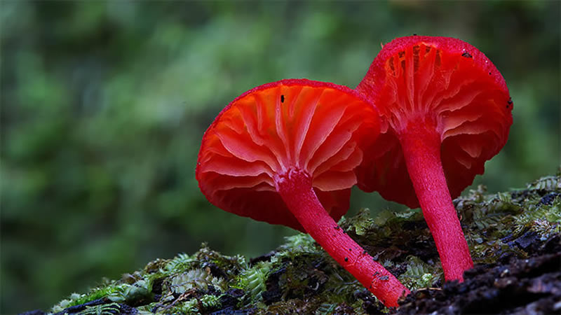 Beautiful Photos Of Fungi By Steve Axford