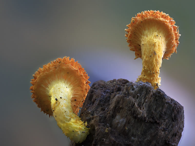 Beautiful Photos Of Fungi By Steve Axford