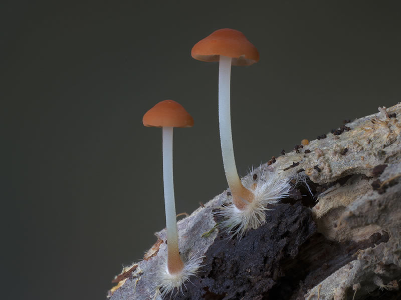 Beautiful Photos Of Fungi By Steve Axford