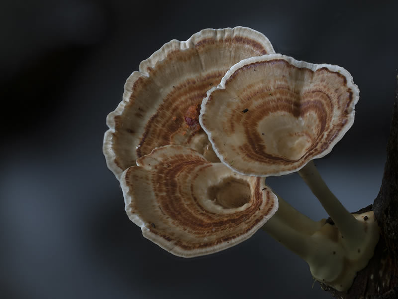 Beautiful Photos Of Fungi By Steve Axford