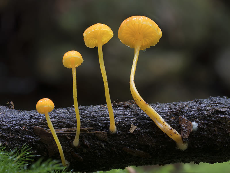 Beautiful Photos Of Fungi By Steve Axford