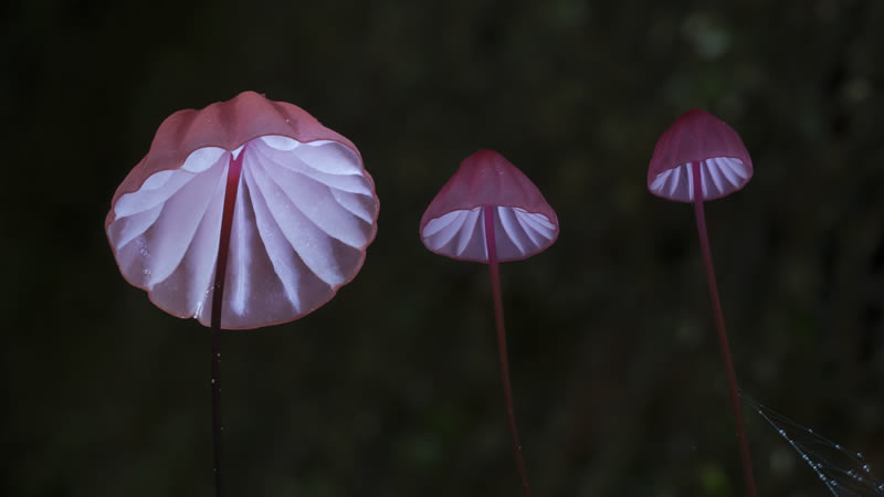 Beautiful Photos Of Fungi By Steve Axford