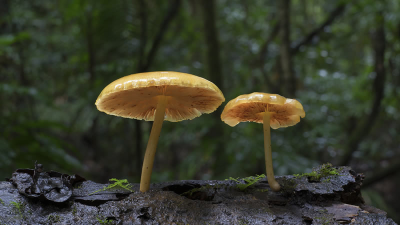 Beautiful Photos Of Fungi By Steve Axford