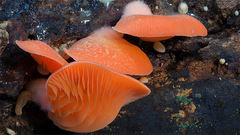 Beautiful Photos Of Fungi By Steve Axford