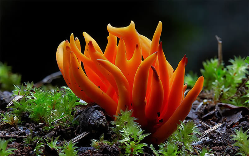 Beautiful Photos Of Fungi By Steve Axford